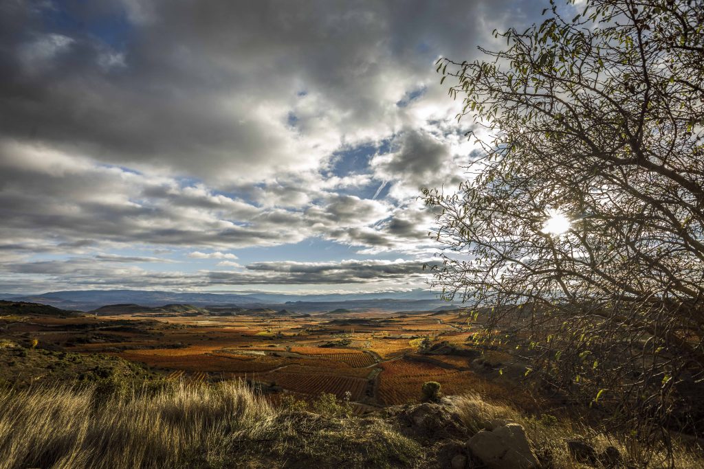 Vinos de paisaje